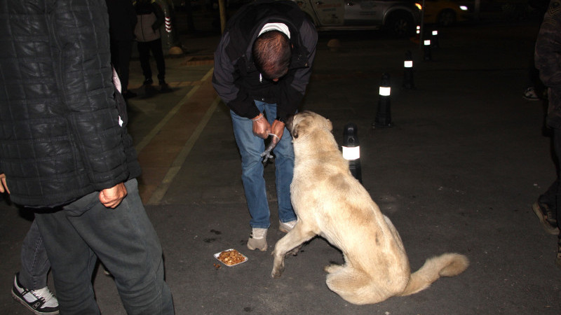 VİCDANSIZ SÜRÜCÜ KÖPEĞE ÇARPTI, ARKASINA BAKMADAN KAÇTI